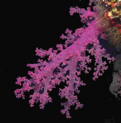 Softcoral on Elphinestone using D70 and 12-24mm lens by Malcolm Nimmo 